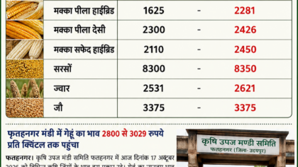 फतहनगर मंडी में गेहूं 3029 और सरसों 8350 रुपये प्रति क्विंटल तक बिकी